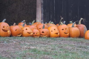 Carved pumpkins on a hillside